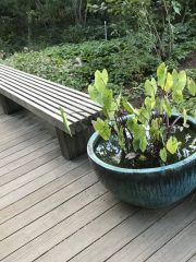 Courage and Renewal - bench with flowerpot